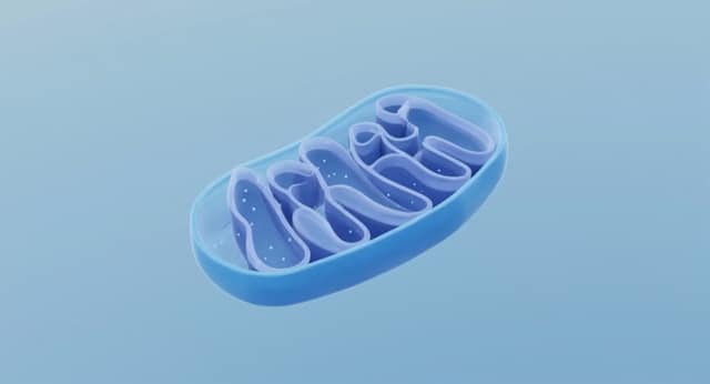 SS-31 and MOTS-c: Two Mitochondrial Peptides Explained 1 A 3D rendered blue mitochondrion shows internal cristae structures against a soft blue gradient background.