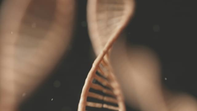 Livagen Peptide: Chromatin Remodeling, Liver Models, and Immune Cell Studies 1 Livagen peptide research