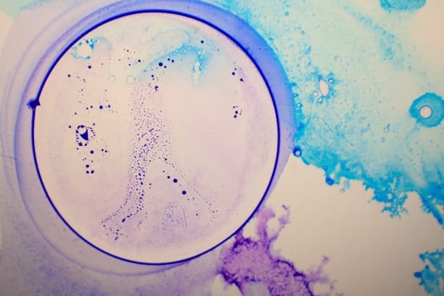 Proxofim Peptide (FOXO4-DRI): Cellular Aging and Senescence Research 2 Closeup shot of cell culture