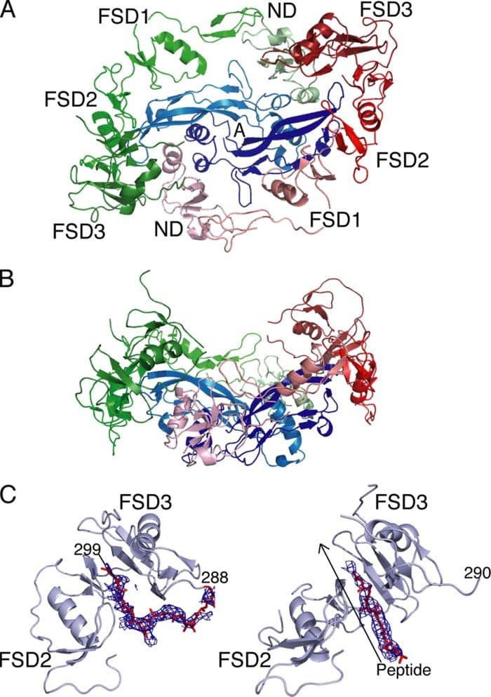 Follistatin Peptide Research: Skeletal Muscle, Metabolism, and Beyond 2 Structure of the activin-follistatin 315 complex