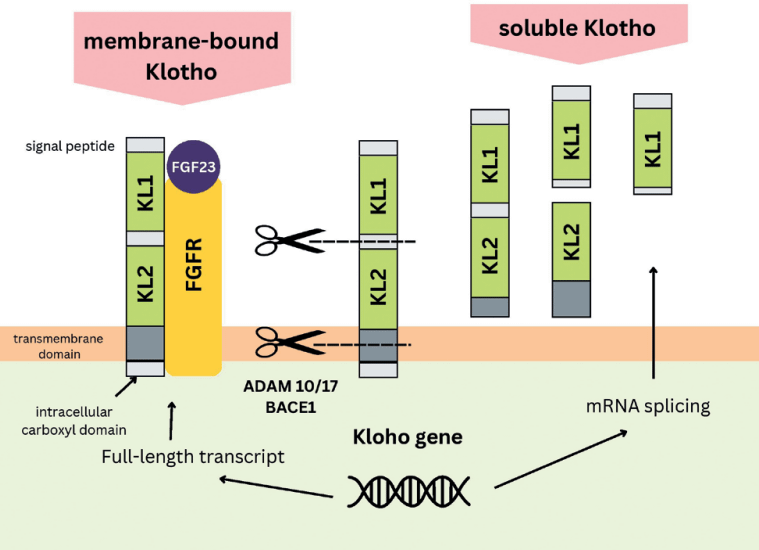 Klotho Peptide Research: Metabolic, Cardiac and Neuroprotective 2 α-Klotho protein structure