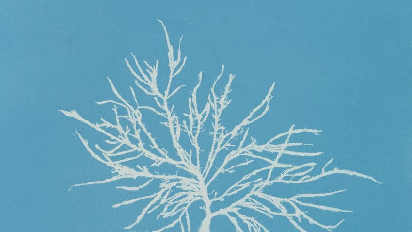Bronchogen Peptide: Respiratory and Cellular Regeneration Research 1 White delicate branching alveoli structures spread across bright turquoise blue background creating intricate organic patterns.