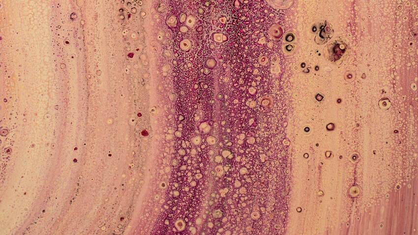 What Is Bonomarlot? Research Guide to Bone Marrow Peptide Bioregulators 3 Bone marrow closeup